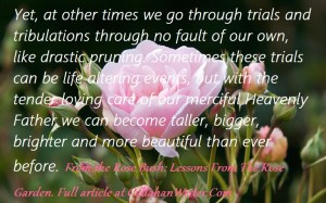 lessons_from_the_rose_garden