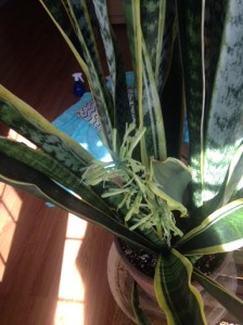 Snake Plant, also known as a "Mother in-Laws' Tongue" plant is one of my favorite house plants. This one is mature enough to have seeds forming.